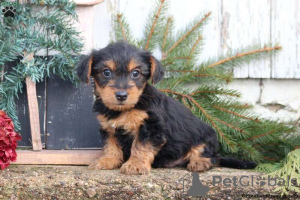 Foto №3. Unglaubliche Golddust Yorkshire Terrier. Deutschland