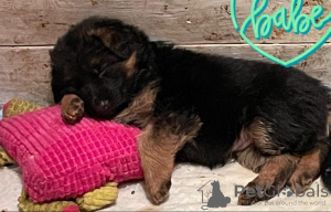 Zusätzliche Fotos: Deutscher Schäferhund Langhaar mit Papieren