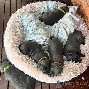 Foto №3. Entzückender Staffordshire-Bullterrier-Welpe bereit für ein neues Zuhause. Frankreich