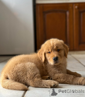 Foto №2 zu Ankündigung № 163518 zu verkaufen golden retriever - einkaufen Deutschland quotient 	ankündigung