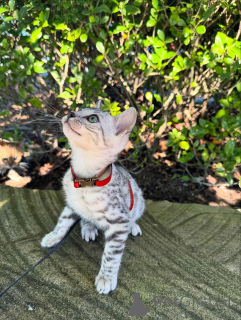 Foto №3. DENGALE KABEN KASTENS Suchen neue Familien. Deutschland