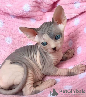 Foto №3. Sphynx-Kätzchen zur Adoption. Deutschland