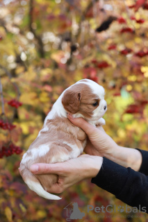 Foto №4. Ich werde verkaufen cavalier king charles spaniel in der Stadt Zürich. quotient 	ankündigung, vom kindergarten - preis - 1442€