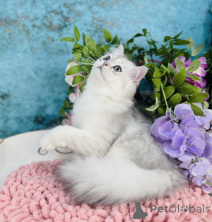 Foto №1. schottische faltohrkatze - zum Verkauf in der Stadt Czernowitz | 478€ | Ankündigung № 144503