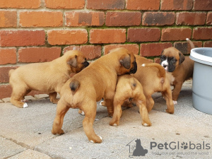 Foto №1. deutscher boxer - zum Verkauf in der Stadt Bremen | 550€ | Ankündigung № 122786