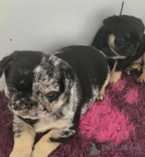 Foto №4. Ich werde verkaufen mops in der Stadt Warschau. züchter - preis - verhandelt