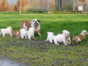 Foto №2 zu Ankündigung № 120923 zu verkaufen englische bulldogge - einkaufen Belgien quotient 	ankündigung