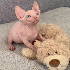 Foto №1. sphynx-katze - zum Verkauf in der Stadt Bonn | 350€ | Ankündigung № 177752