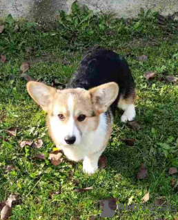 Foto №3. Pembroke Welsh Corgi. Serbien