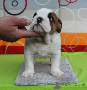 Foto №2 zu Ankündigung № 126516 zu verkaufen englische bulldogge - einkaufen Serbien züchter