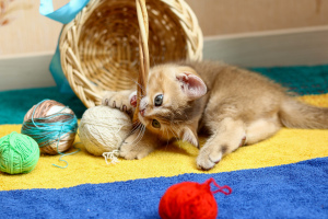 Foto №2 zu Ankündigung № 7034 zu verkaufen schottische faltohrkatze - einkaufen Weißrussland vom kindergarten