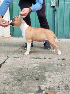 Foto №3. American Staffordshire Terrier Welpen. Serbien