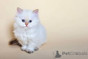 Foto №1. selkirk rex shorthair - zum Verkauf in der Stadt Helsinki | 580€ | Ankündigung № 164674