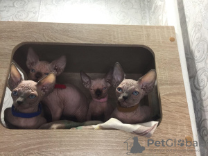 Foto №1. sphynx cat - zum Verkauf in der Stadt Chabarowsk | verhandelt | Ankündigung № 28538