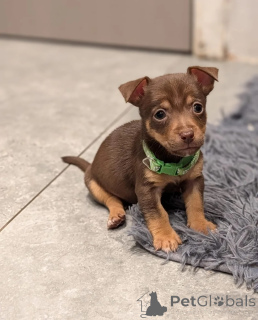 Foto №1. jack russell terrier - zum Verkauf in der Stadt Remich | 400€ | Ankündigung № 172199