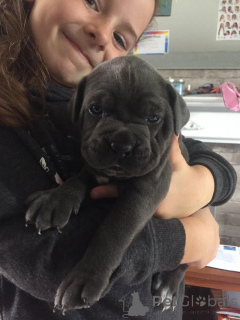 Foto №4. Ich werde verkaufen cane corso italiano in der Stadt Ferrol. quotient 	ankündigung - preis - 720€