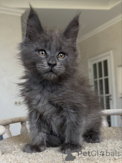 Foto №2 zu Ankündigung № 154638 zu verkaufen maine-coon-katze - einkaufen Deutschland züchter