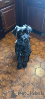 Foto №1. schnauzer - zum Verkauf in der Stadt Unterscheiden sich | verhandelt | Ankündigung № 173079