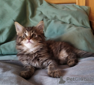 Foto №2 zu Ankündigung № 109189 zu verkaufen maine-coon-katze - einkaufen Niederlande quotient 	ankündigung