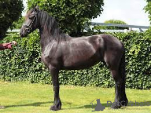 Foto №2. Service des Groomers in Frankreich. Price - 1500€. Ankündigung № 88330