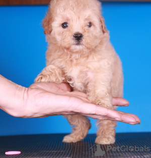 Foto №3. Maltipoo F1 Welpen. Russische Föderation