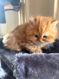 Foto №2 zu Ankündigung № 138917 zu verkaufen chinchilla-katze - einkaufen Deutschland quotient 	ankündigung, züchter