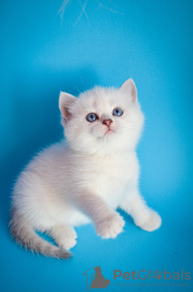 Foto №3. Britischer Chinchilla-Punkt. Ukraine