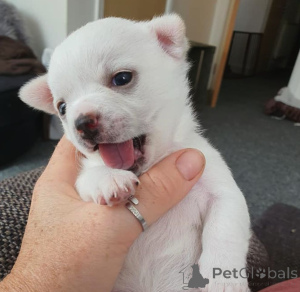 Foto №1. chihuahua - zum Verkauf in der Stadt Jüri | 660€ | Ankündigung № 158694