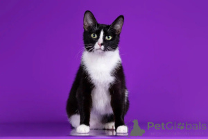 Foto №3. Wunderschöne Katzen suchen ein Haus! Wer sind Zwillinge?. Russische Föderation