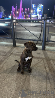 Foto №2 zu Ankündigung № 123320 zu verkaufen american bully - einkaufen Serbien züchter