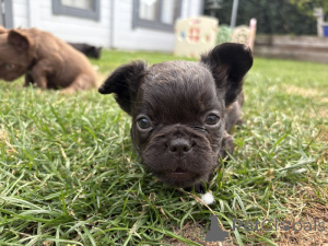 Foto №3. Adorables chiots Bouledogue Français à vendre. Frankreich