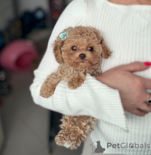 Foto №1. maltipu - zum Verkauf in der Stadt Vitebsk | 1600€ | Ankündigung № 165523