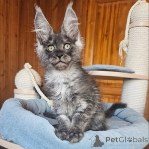 Foto №2 zu Ankündigung № 156993 zu verkaufen maine-coon-katze - einkaufen Finnland quotient 	ankündigung