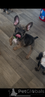 Foto №2 zu Ankündigung № 166433 zu verkaufen französische bulldogge - einkaufen Großbritannien quotient 	ankündigung