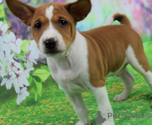 Foto №1. basenji - zum Verkauf in der Stadt Tiflis | verhandelt | Ankündigung № 174909