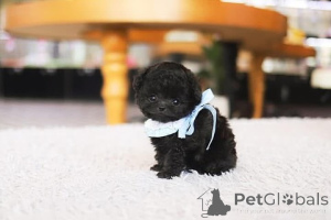 Foto №3. Dean Janet Kay Welpen Haus. USA