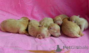 Foto №2 zu Ankündigung № 167463 zu verkaufen maltipu - einkaufen Ukraine vom kindergarten