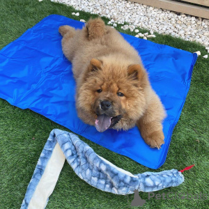 Foto №1. chow-chow - zum Verkauf in der Stadt Aqua | 630€ | Ankündigung № 172214