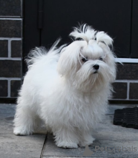 Foto №2 zu Ankündigung № 151863 zu verkaufen malteser - einkaufen Ukraine 