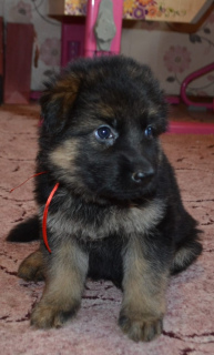 Foto №4. Ich werde verkaufen deutscher schäferhund in der Stadt Woronesch. quotient 	ankündigung - preis - Verhandelt