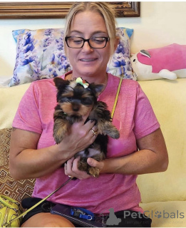 Foto №1. yorkshire terrier - zum Verkauf in der Stadt Berlin | verhandelt | Ankündigung № 154911