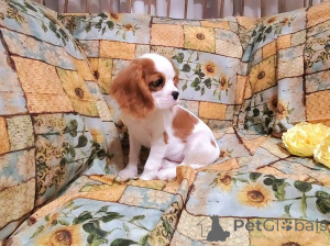 Foto №1. cavalier king charles spaniel - zum Verkauf in der Stadt Tiflis | verhandelt | Ankündigung № 172150