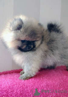 Foto №2 zu Ankündigung № 163156 zu verkaufen mischlingshund - einkaufen Georgien quotient 	ankündigung, vom kindergarten, züchter