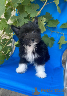 Foto №4. Ich werde verkaufen chinesischer schopfhund in der Stadt Zrenjanin. züchter - preis - verhandelt