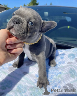 Foto №1. französische bulldogge - zum Verkauf in der Stadt Helsinki | 450€ | Ankündigung № 123821