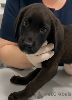 Foto №1. mischlingshund - zum Verkauf in der Stadt Moskwa | Frei | Ankündigung № 158392