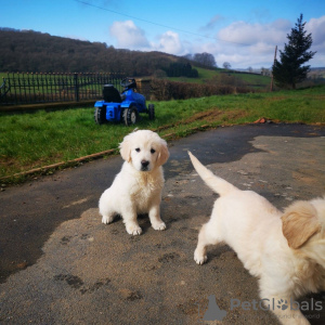 Foto №3. Ab sofort sind ausgebildete Golden Retriever-Welpen mit Stammbaum verfügbar. Niederlande