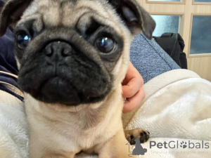 Foto №2 zu Ankündigung № 140568 zu verkaufen  - einkaufen Deutschland 