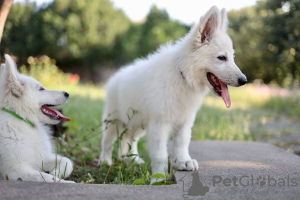 Zusätzliche Fotos: Weiße Schweizer Schäferhundwelpen zu verkaufen