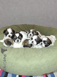 Foto №1. lhasa apso, pekingese, pommersche spitz, shih tzu - zum Verkauf in der Stadt Stockholm | 750€ | Ankündigung № 164954